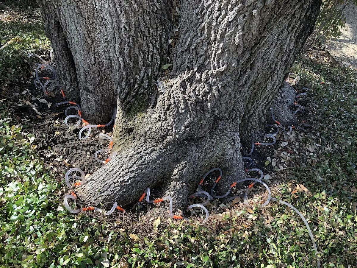 Detailed Tree Cabling and Bracing job site in Glade